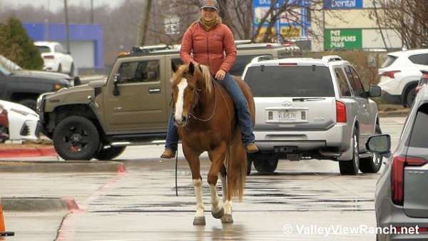 sorrel-beginner-horse