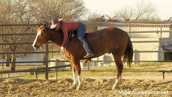 sorrel-husband-safe-horse