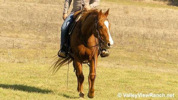 all-around-quarter-horse