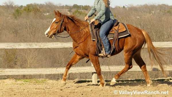 ranch-versatility-quarter-horse