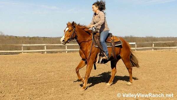 ranch-work-quarter-horse