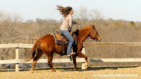 reined-cow-quarter-horse