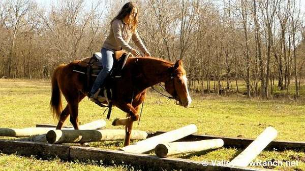 reining-quarter-horse