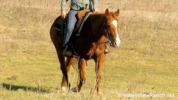 trail-quarter-horse