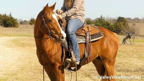 sorrel-ranch-horse