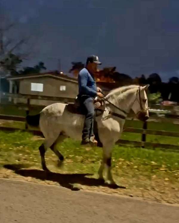 beautiful-stallion-paso-fino-horse