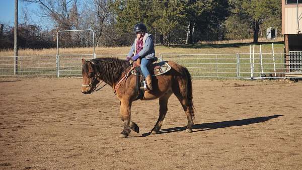 dun-haflinger-pony