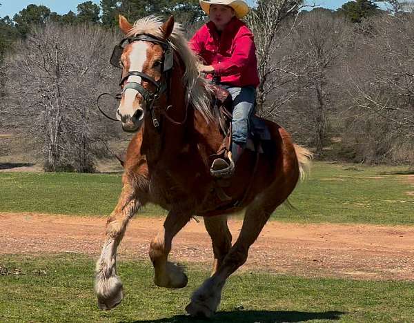 beginner-belgian-horse