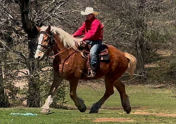 draft-belgian-horse