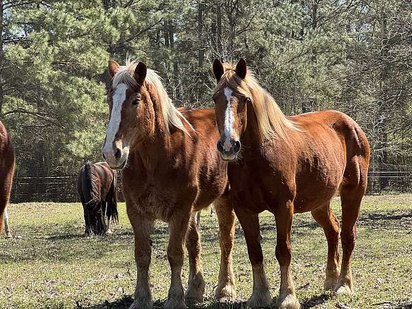 driving-belgian-horse