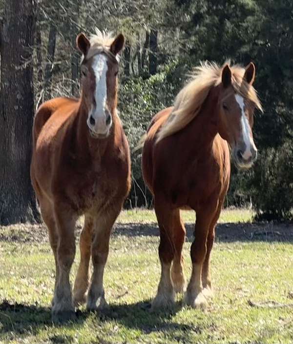 flashy-belgian-horse