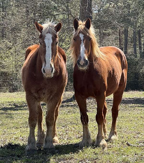 husband-safe-belgian-horse