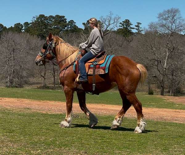 parade-belgian-horse