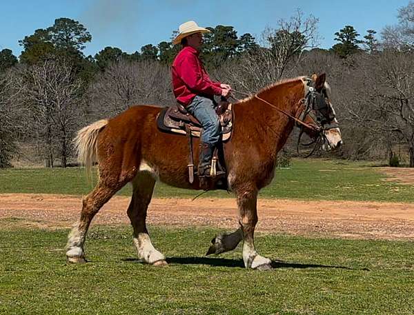 ridden-western-belgian-horse