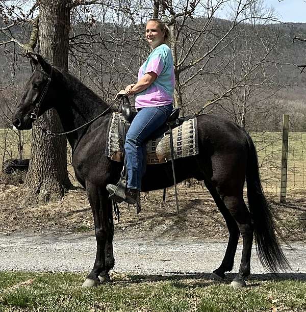 gaited-trail-riding-tennessee-walking-horse