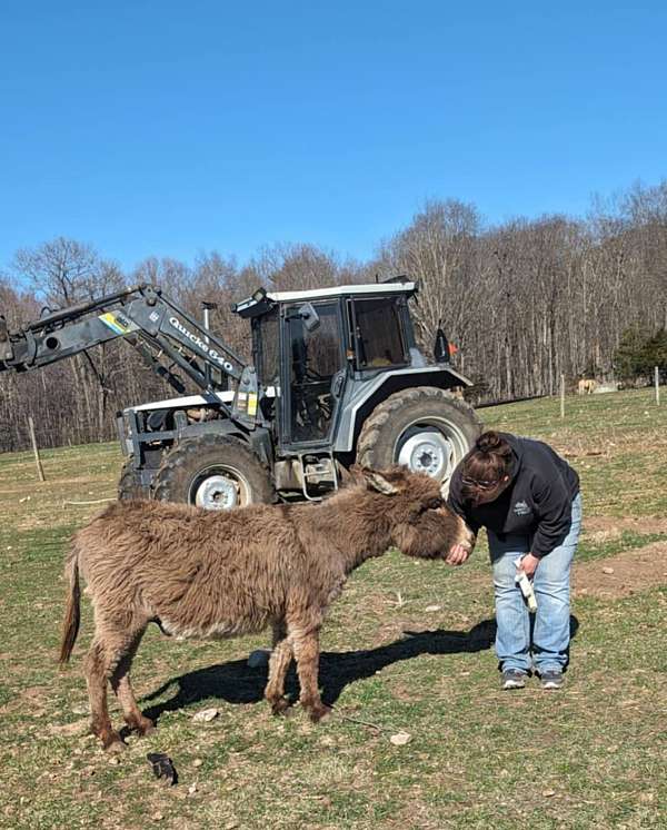 mini-miniature-donkey