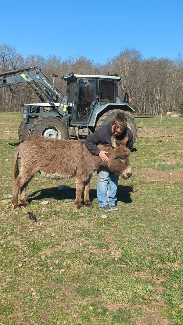 breeding-miniature-donkey