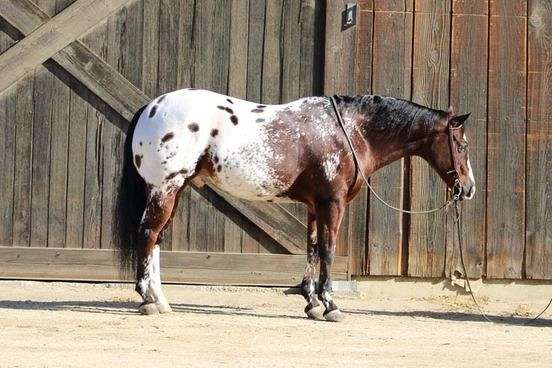 bay-black-appaloosa