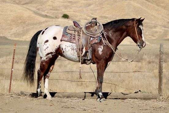 all-around-appaloosa-horse