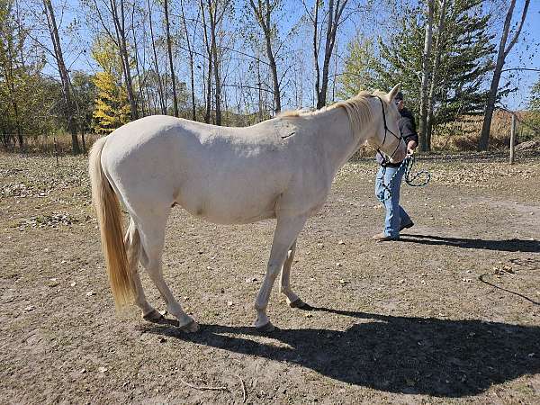 appaloosa-mare-gelding