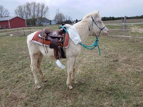 ground-work-done-gelding