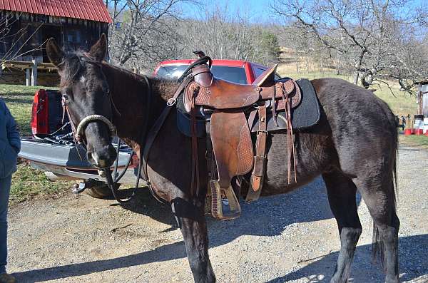 black-quarter-horse-gelding