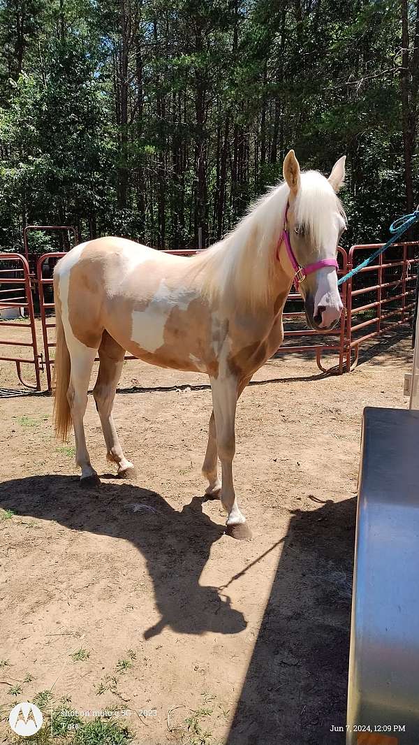 tobiano-horse