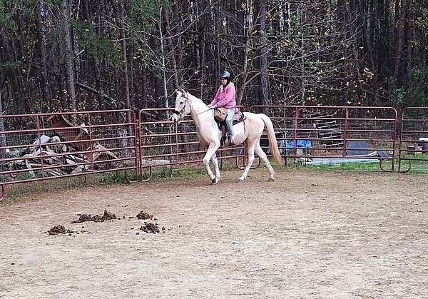 palomino-tobiano-horse