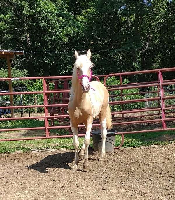 palomino-tennessee-walking-horse