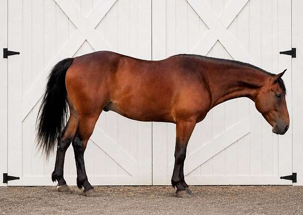 champ-spotted-saddle-horse