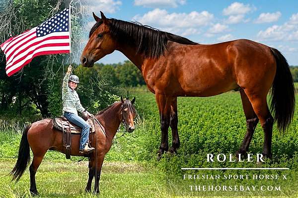 come-see-spotted-saddle-horse