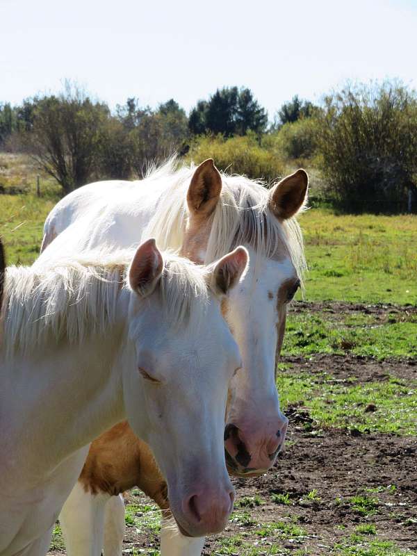 cremello-patches-horse