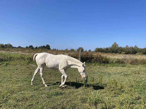 cremello-paint-filly