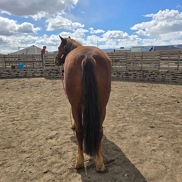 rescue-started-under-saddle-horse