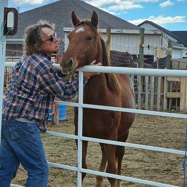 red-roan-star-horse