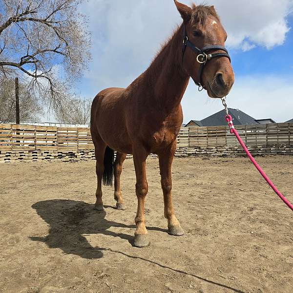 rescue-started-under-saddle