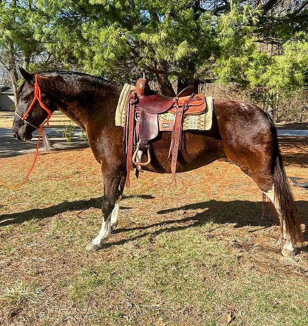 tennessee-walking-horse-for-sale