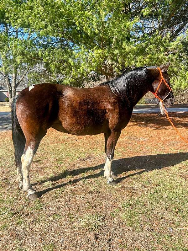 tennessee-walking-horse