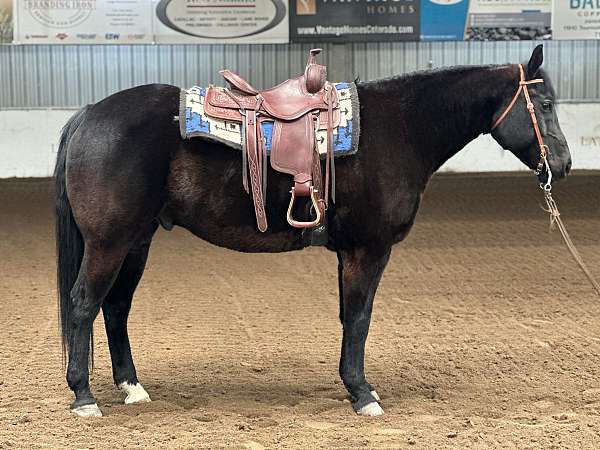 black-white-show-horse