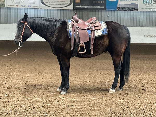 black-white-trail-horse