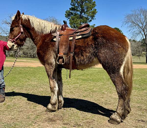 driving-belgian-horse