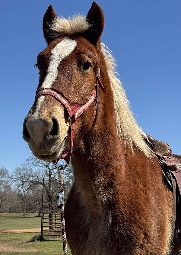 all-around-belgian-horse