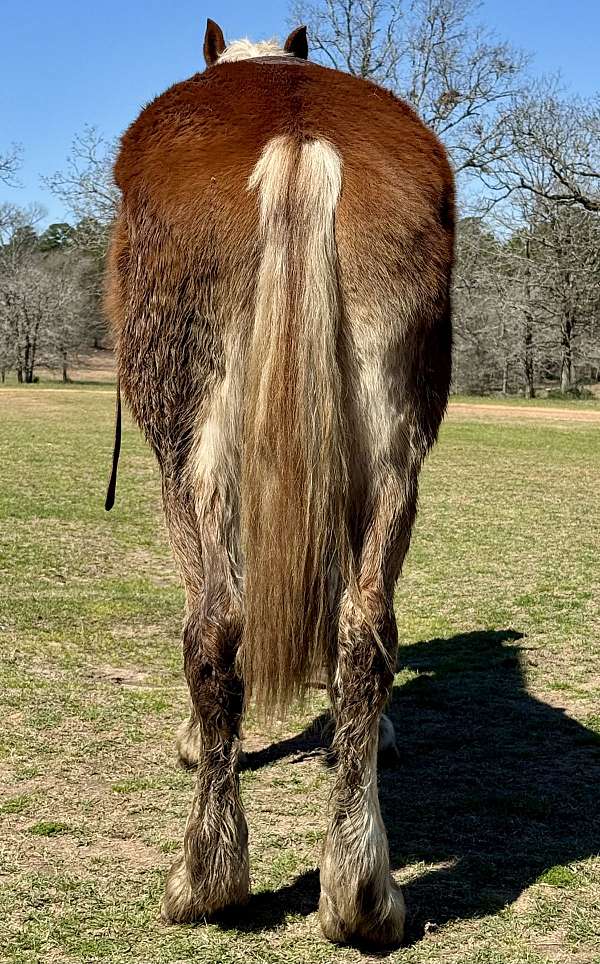 draft-belgian-horse