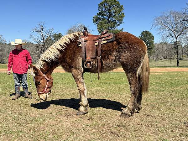 dressage-belgian-horse