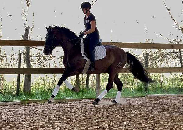 dressage-andalusian-horse