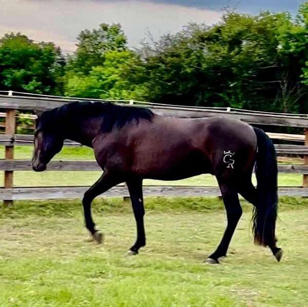 hunt-seat-equitation-andalusian-horse