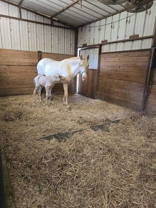 perlino-andalusian-horse