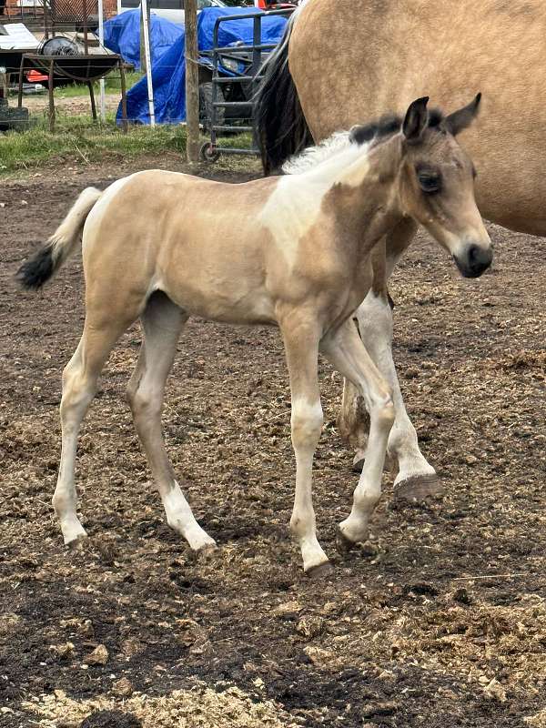 tobiano-horse