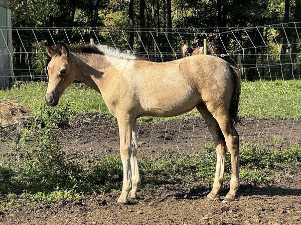 roan-tobiano-horse