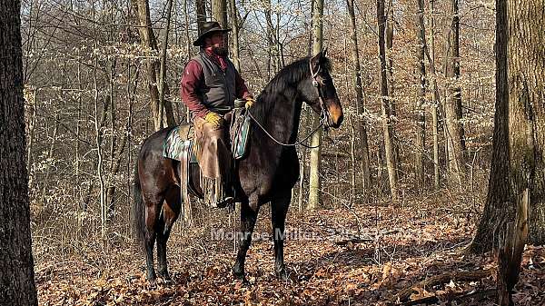 ohio-morgan-horse